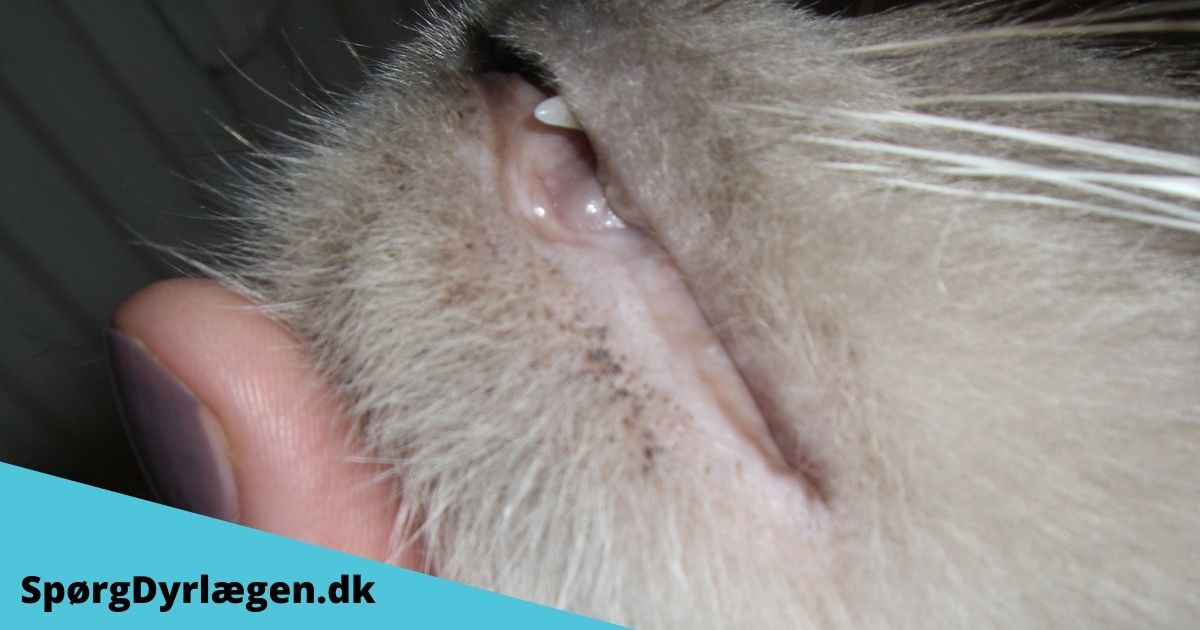 Elastisk Fil Skaldet Akne og hageeksem hos katte. Tips og behandling – Spørg Dyrlægen
